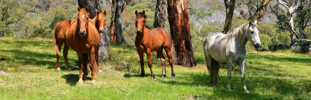 RUSTIC AND DURABLE RANCH FENCING Ranch Fence Installation Utah