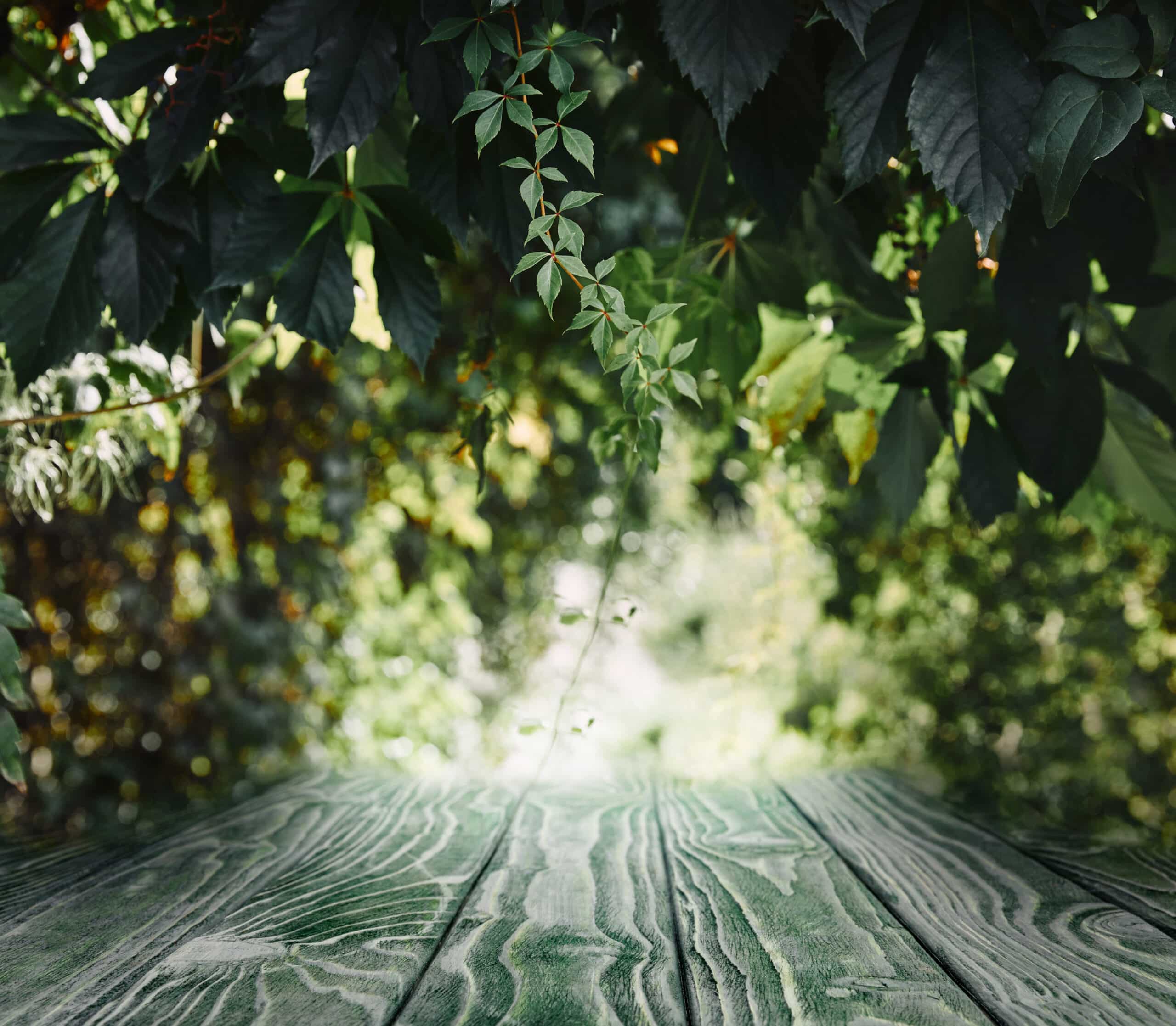 Environmental Effects of Fencing Striped wooden background on beautiful green leaves wallpaper