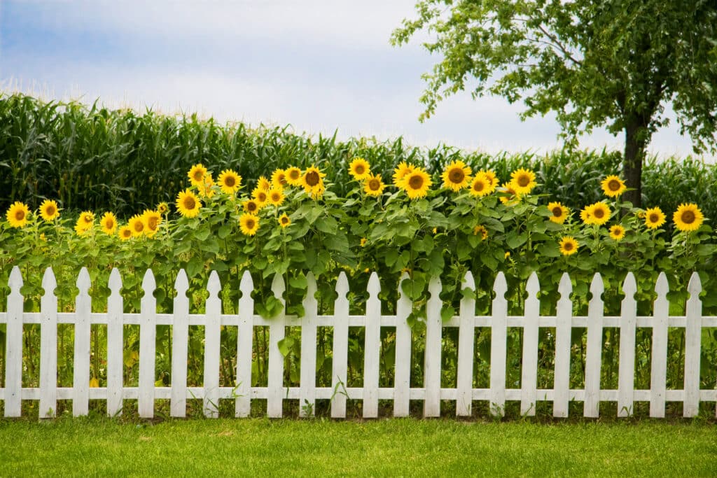Environmental Effects of Fencing
sunflowers spilling over a white picket fence