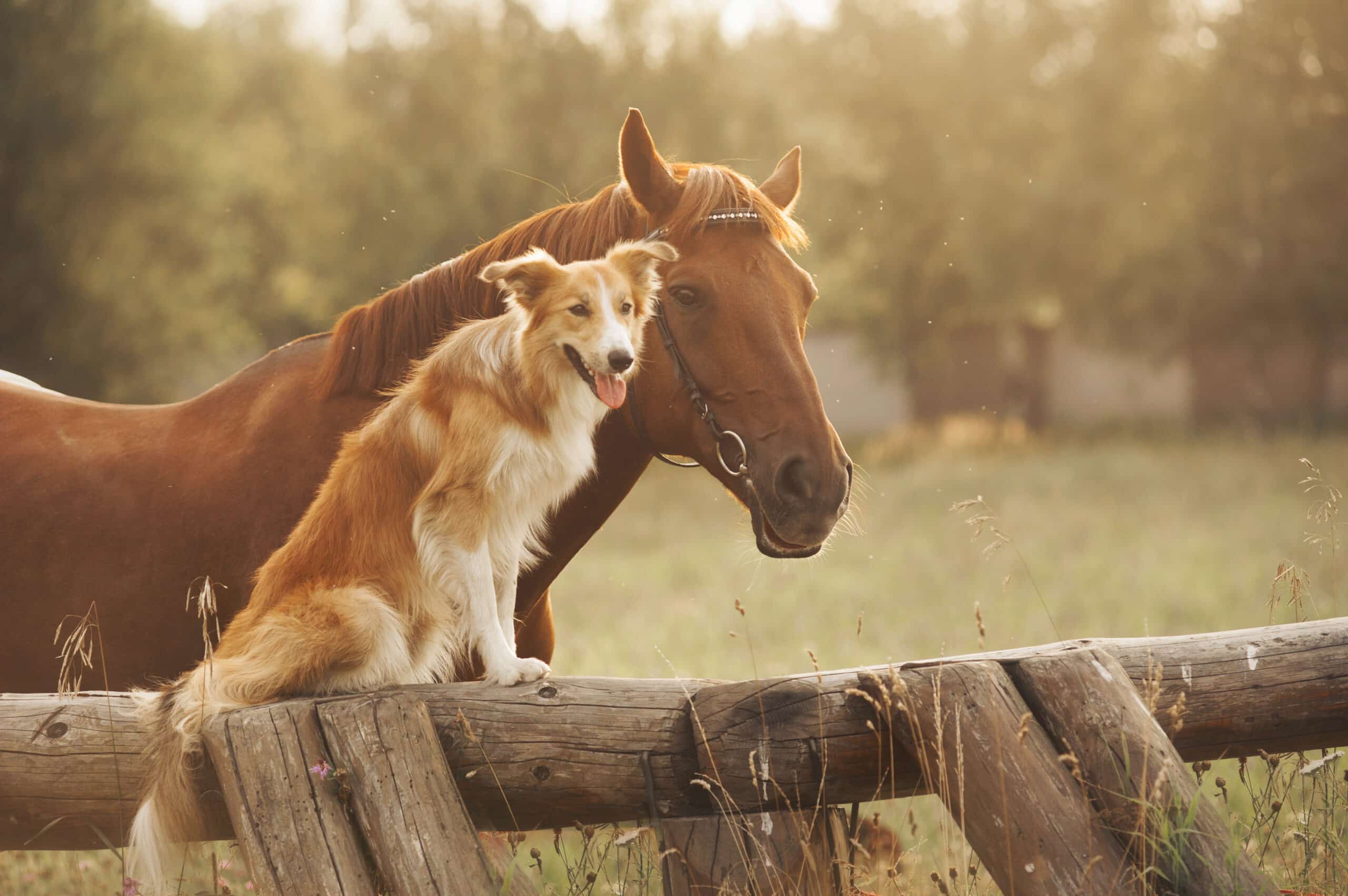 Red border collie dog and horse together at sunset in summer. livestock fencing