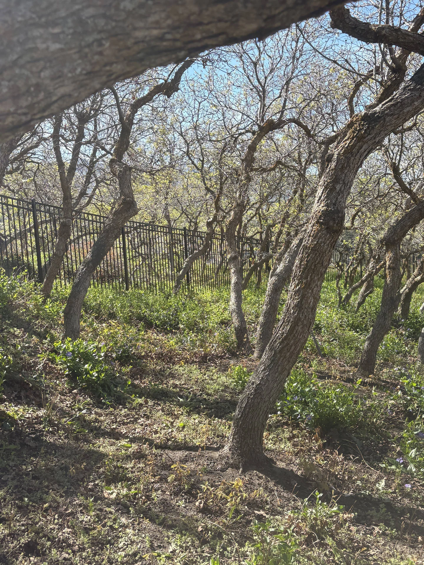 Bountiful Iron Guard Fence Replacement & New Gates