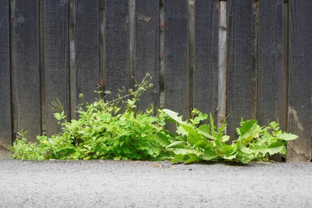 How to Prevent Weeds and Grass from Growing Along Your Fence Line How to Prevent Weeds and Grass from Growing Along Your Fence Line