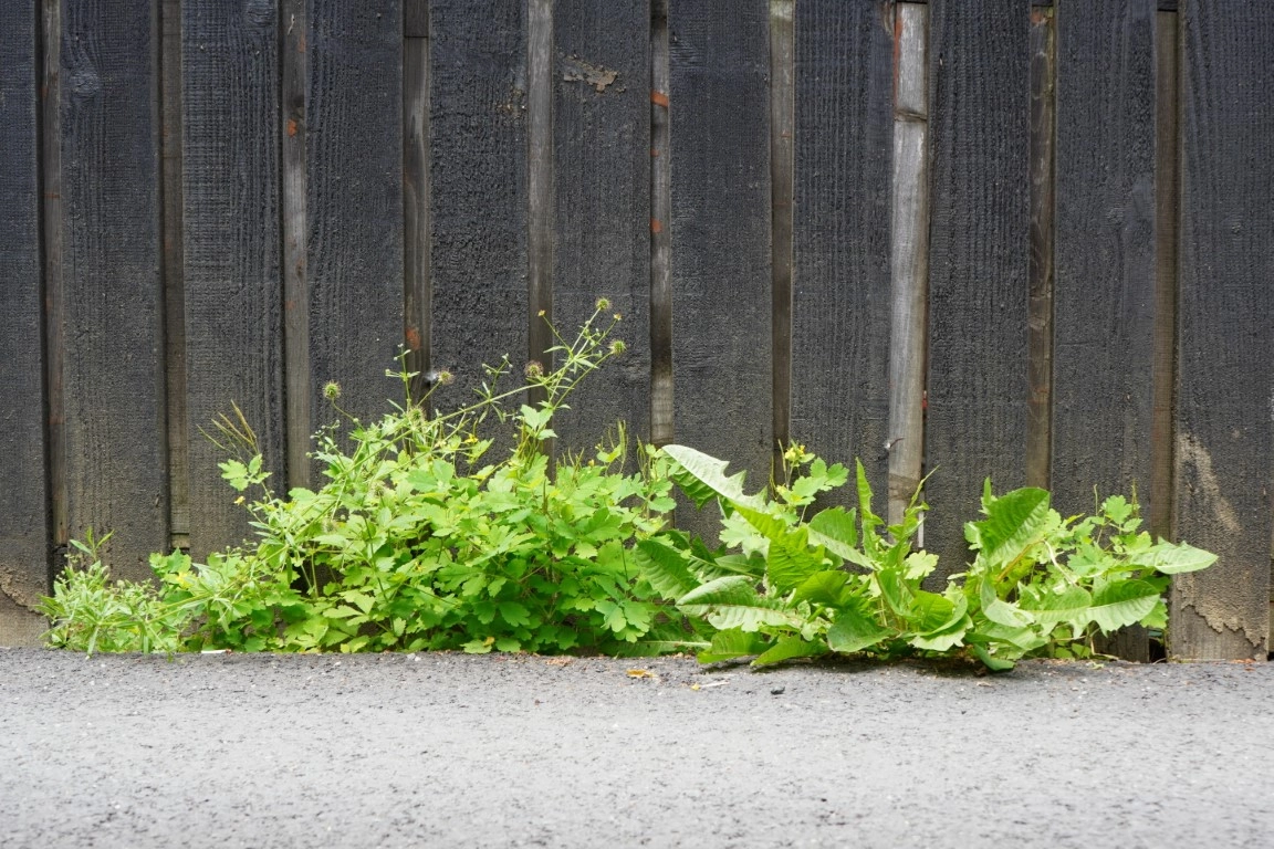 How to Prevent Weeds and Grass from Growing Along Your Fence Line How to Prevent Weeds and Grass from Growing Along Your Fence Line